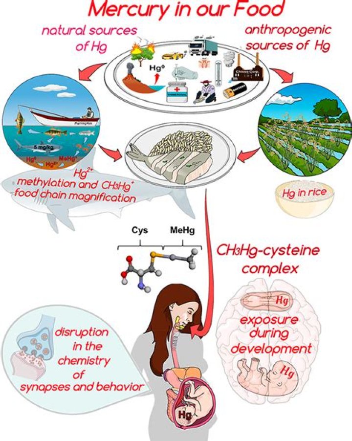 Could mercury sustain life?