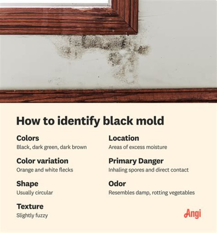 How to abate black mold?