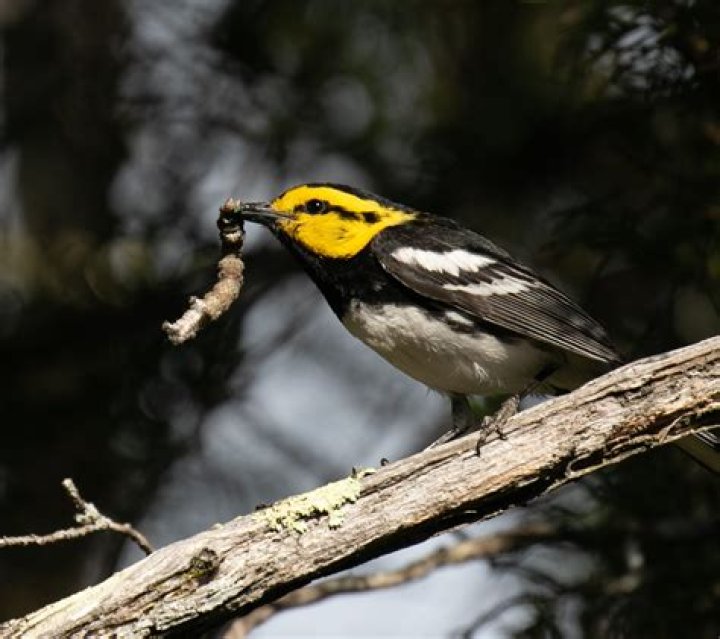 What do golden cheeked warblers eat?