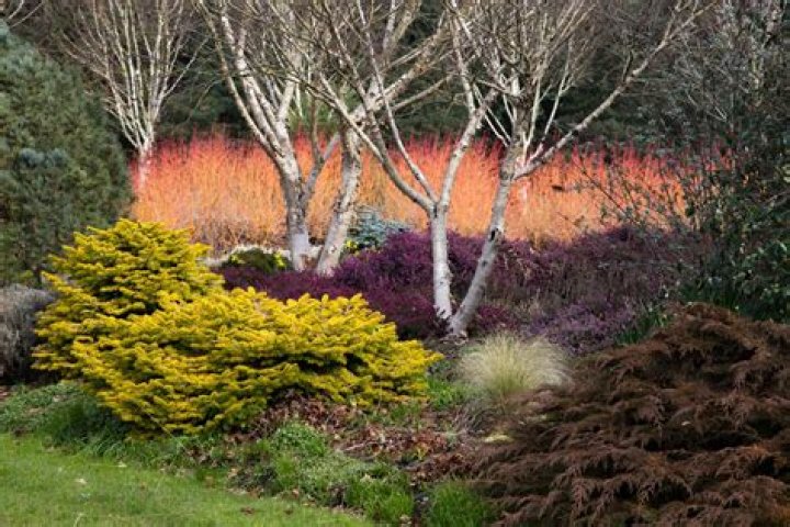 What to plant with cornus midwinter fire?